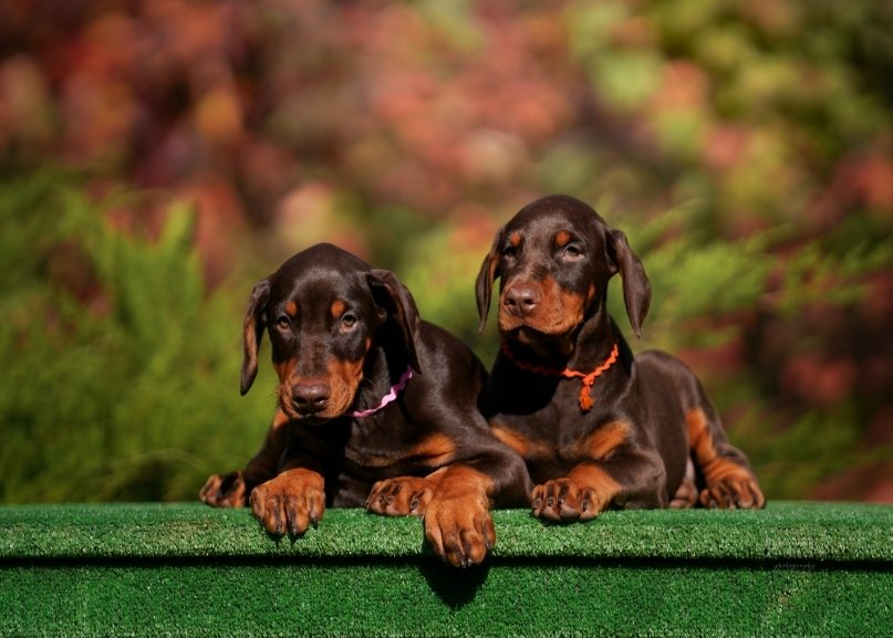 Ornatus-Vitae-pitomnik-dobermanov-objavlenie-o-prodage-shhenka-1