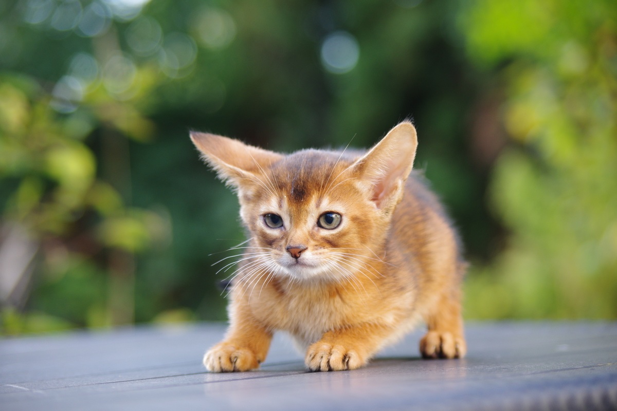 abissian-kitten-buy-from-cattery