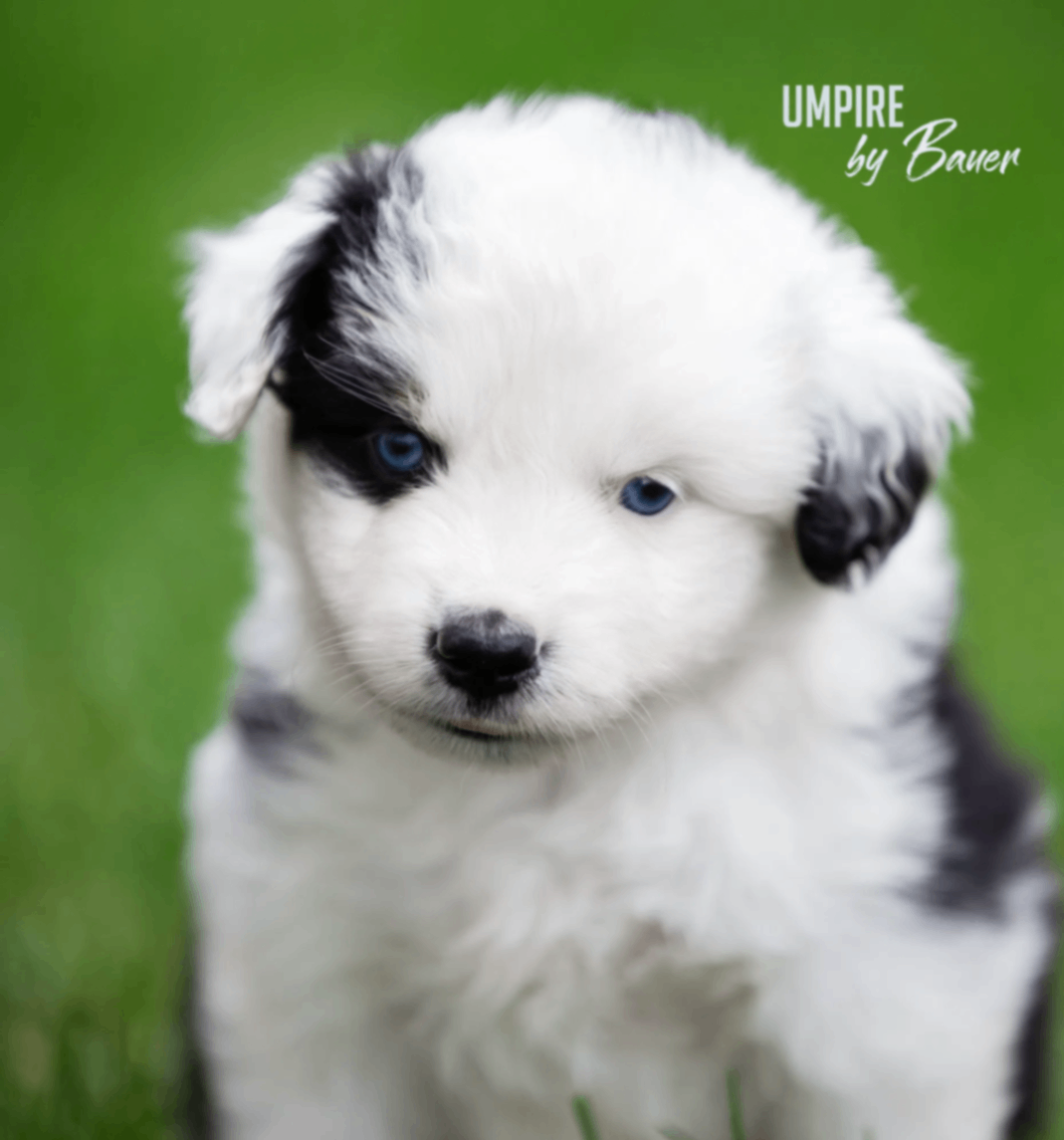 american-aussi-buy-puppy-in-nizhnij-novgorod