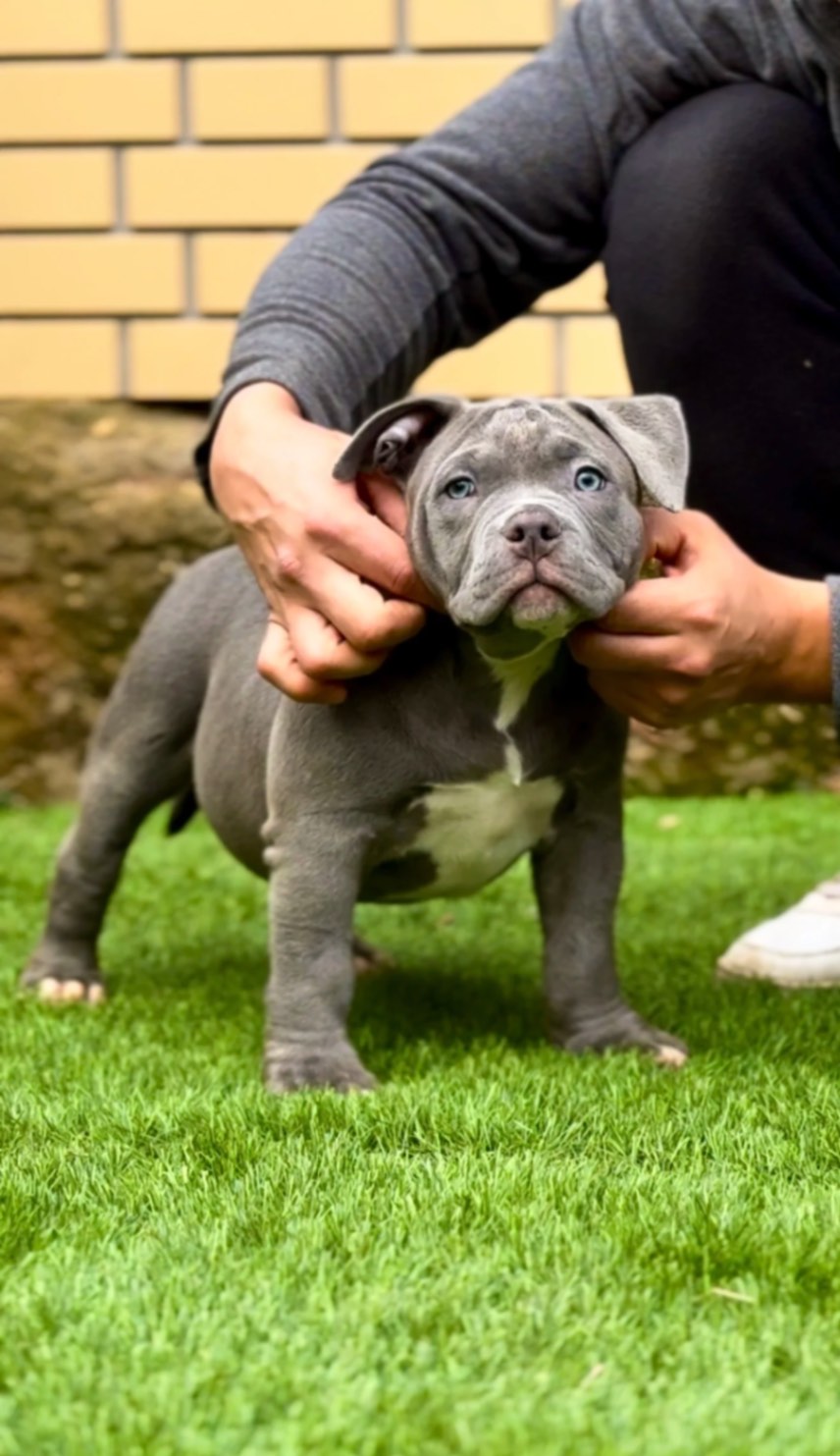 american-bully-kupit-shchenka-v-sankt-peterburge