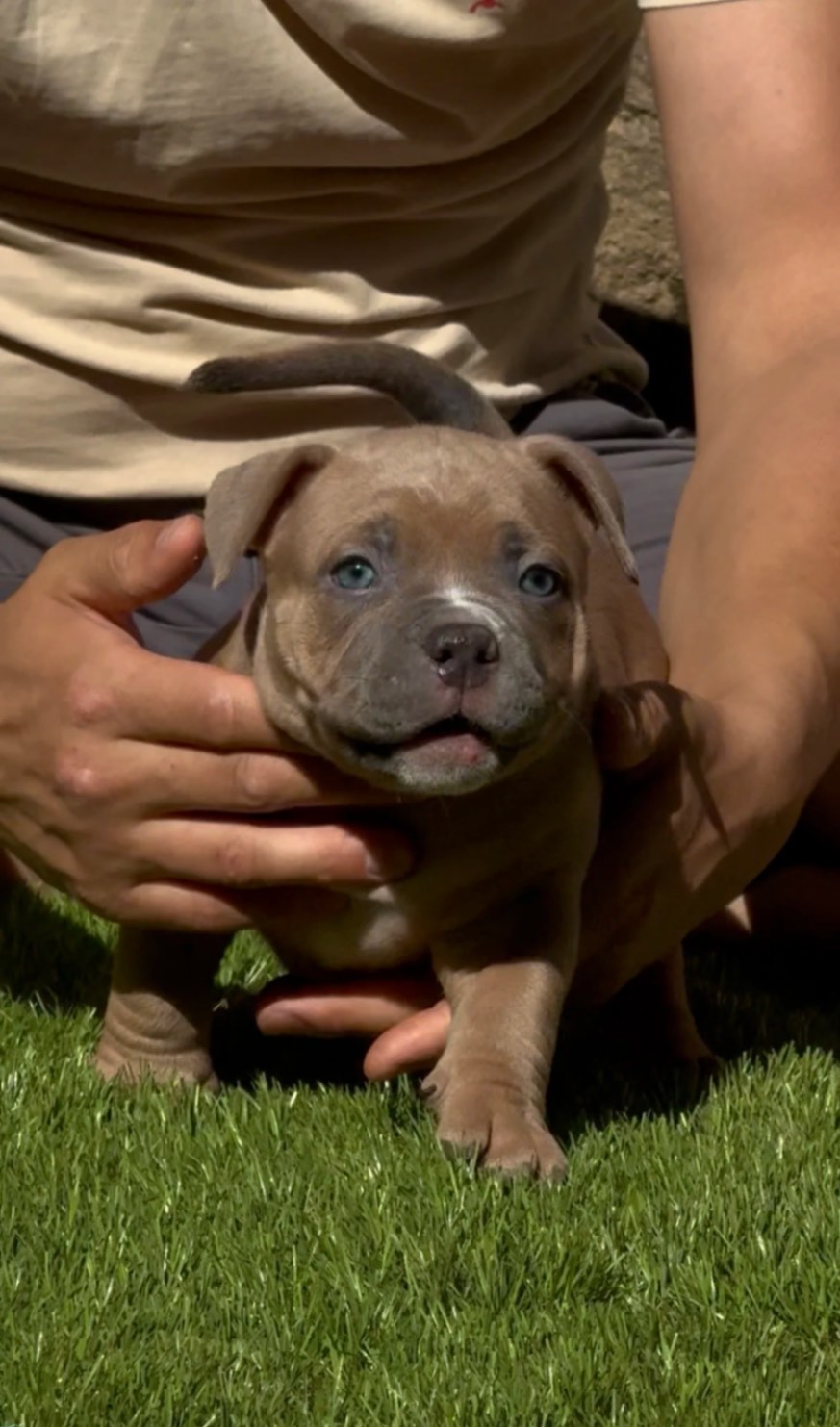 american-bully-kupit-shchenka