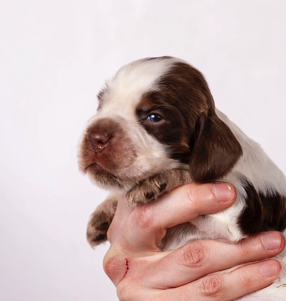 anglijskij-koker-spaniel-buy-puppy-in-moscow