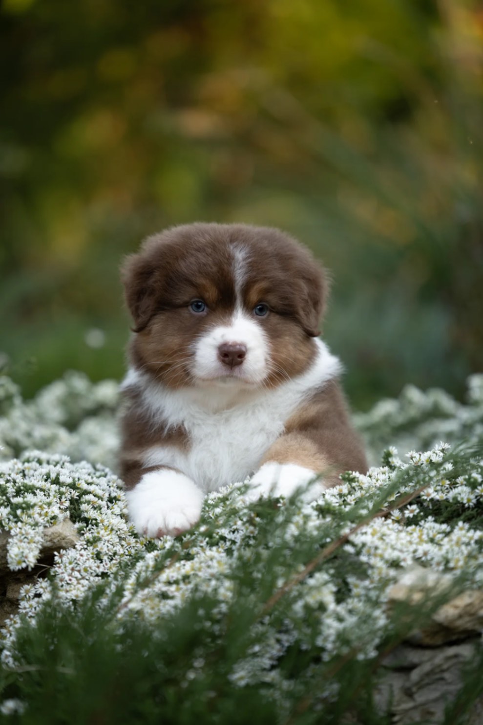 australian-aussi-buy-puppy-in-taganrog