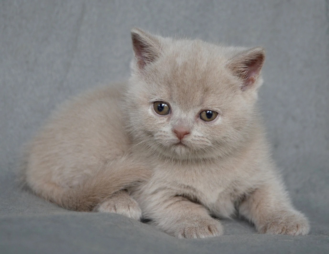 british-cat-buy-kitten