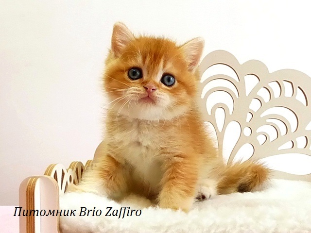 british-golden-shinshilla-buy-kitten-in-moscow