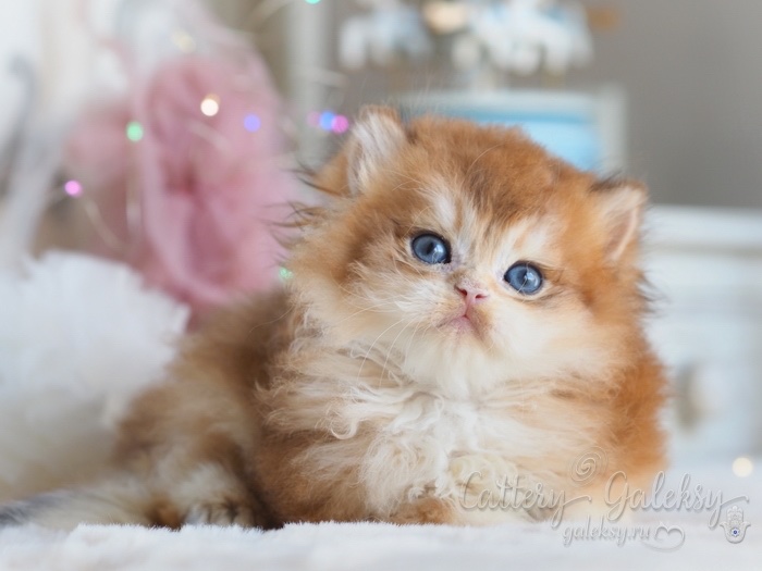 british-longhair-cat-kupit-kotenka