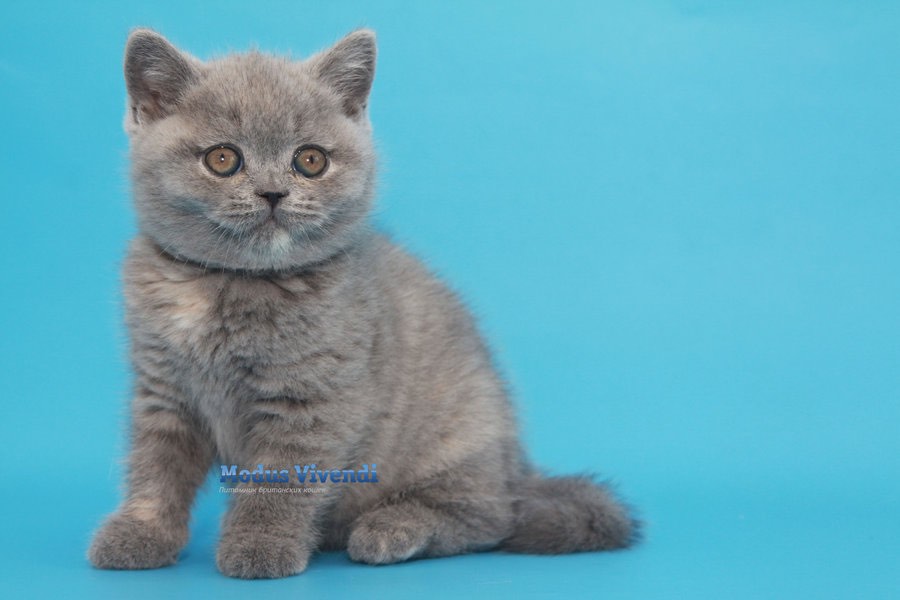 british-shorthair-cat-buy-kitten-from-cattery