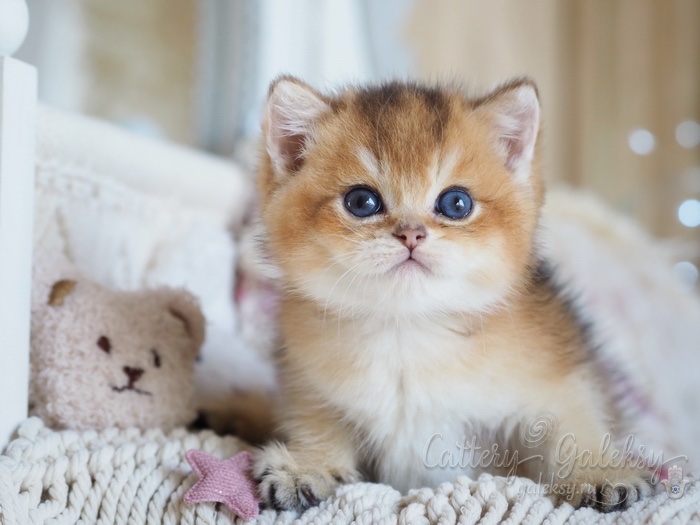 british-shorthair-cat-buy-kitten-in-vladivostok