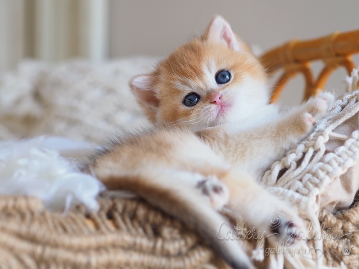 british-shorthair-cat-buy-kitten-in-vladivostok
