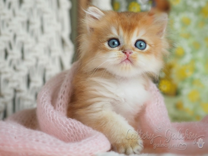 british-shorthair-cat-buy-kitten-in-vladivostok