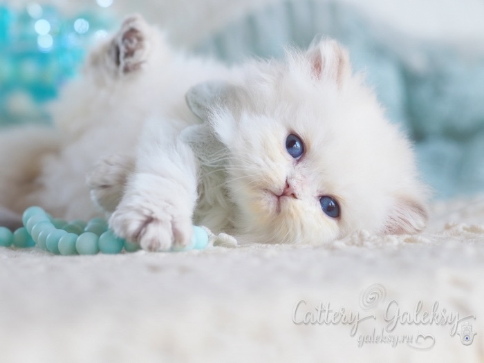 british-shorthair-cat-kupit-porodistogo-kotenka