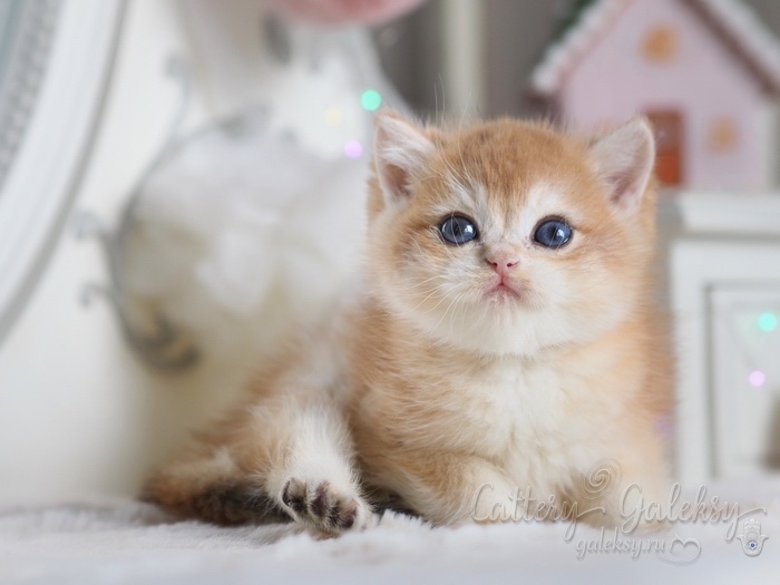 british-shorthair-cat-kupit-porodistogo-kotenka