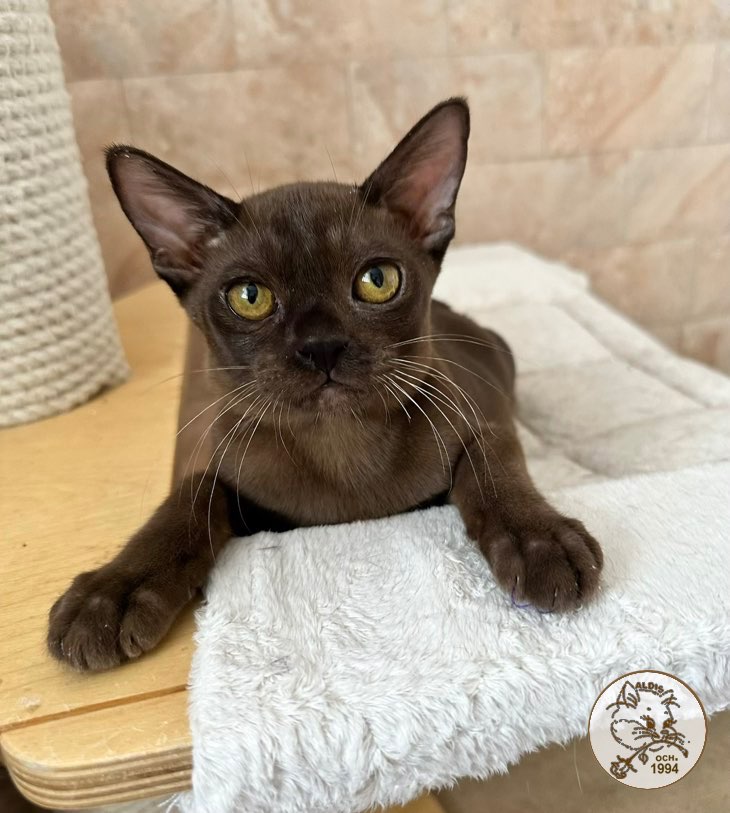 burman-cat-buy-kitten
