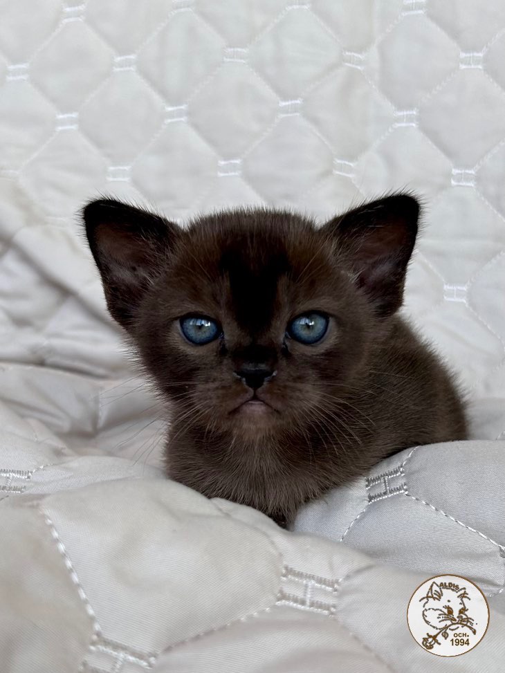burman-cat-buy-kitten