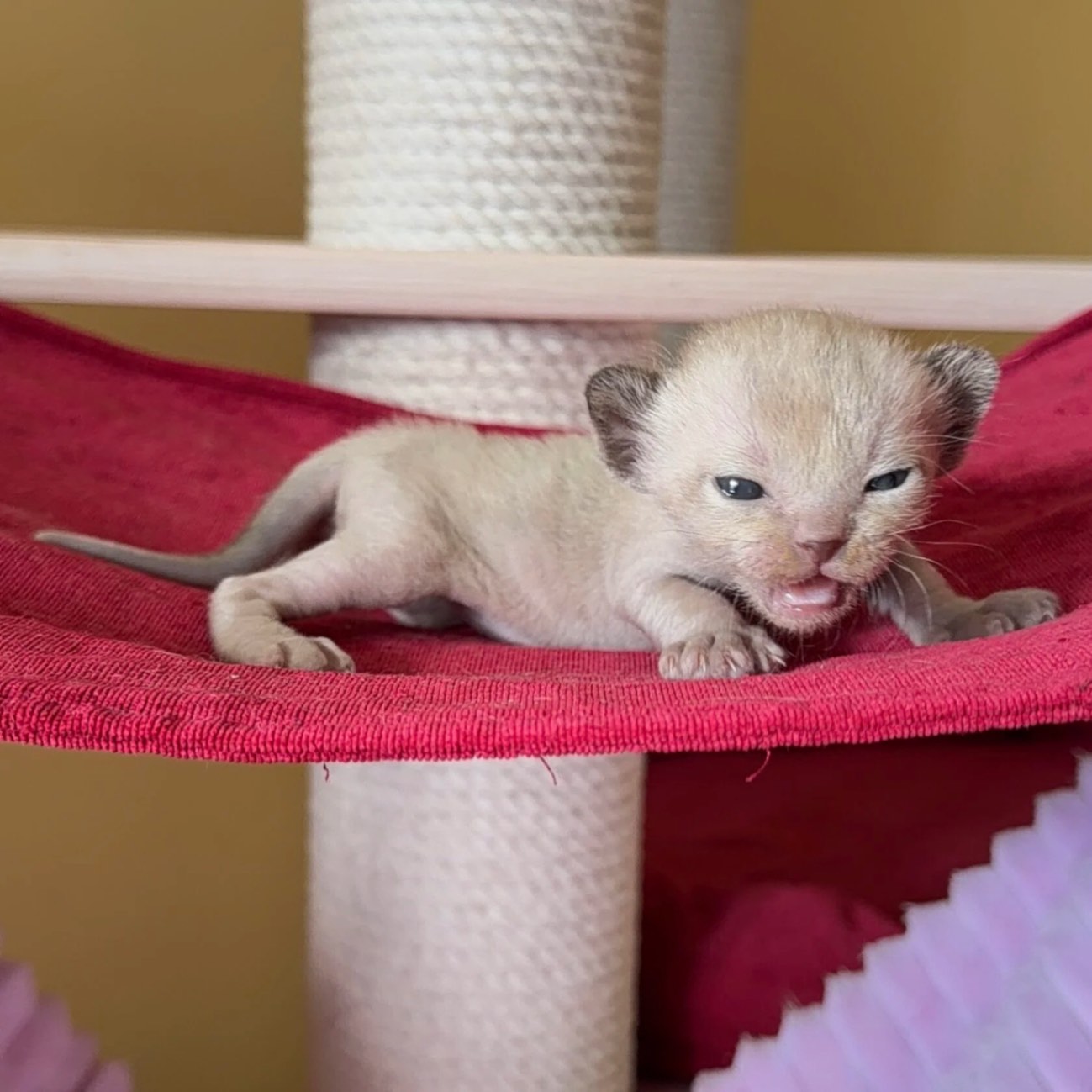 burman-cat-buy-kitten