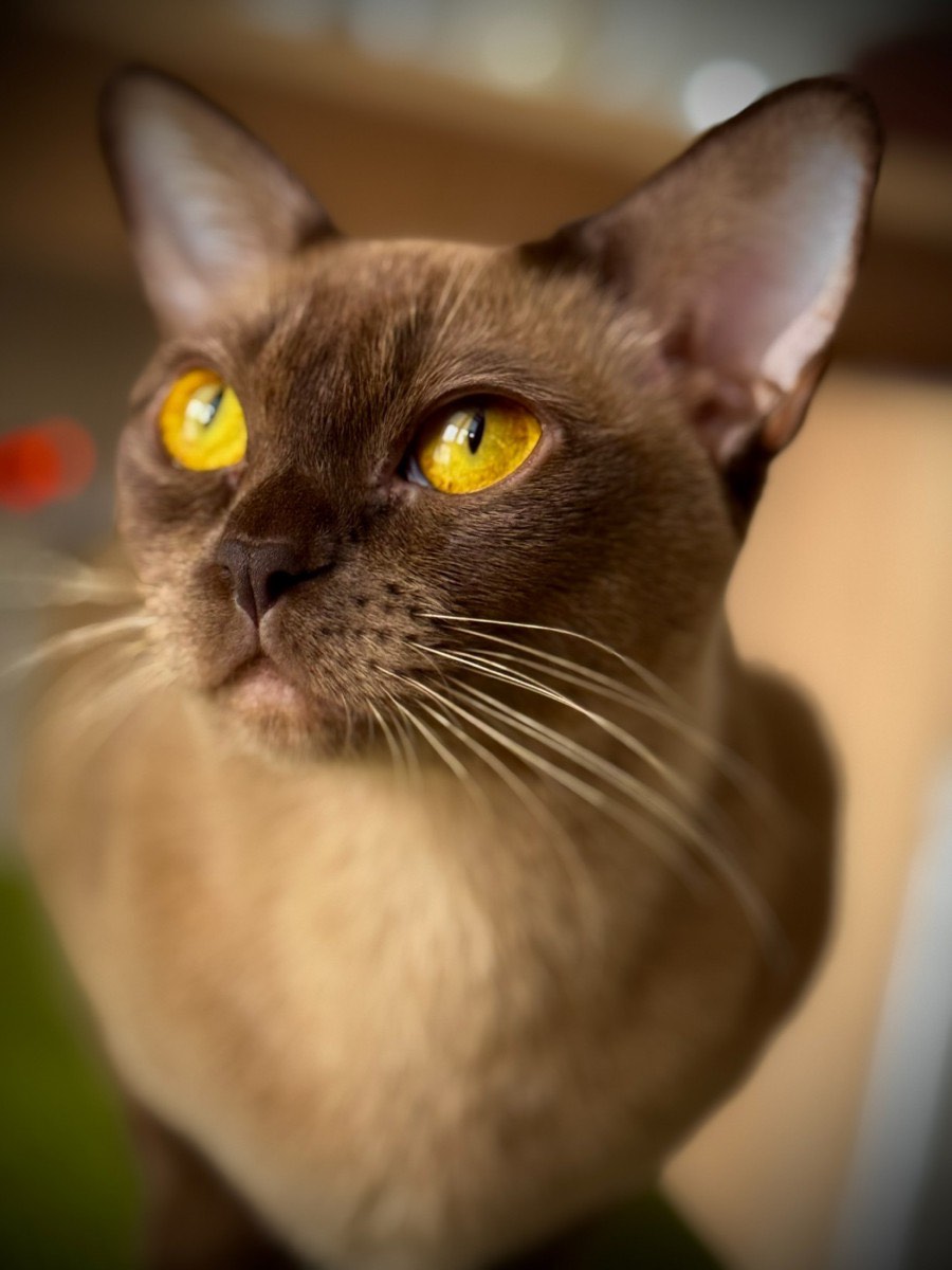 cattery-burman-cats-UralPharaoH
