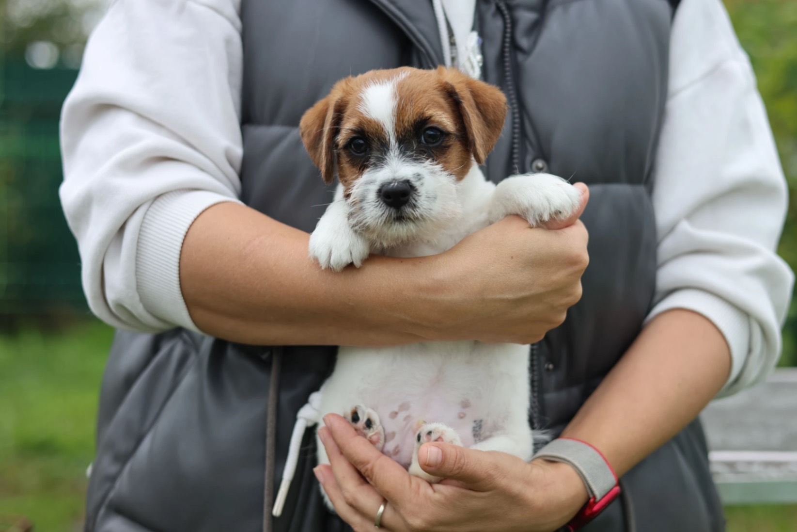dzhek-russel-terrier-kupit-shchenka