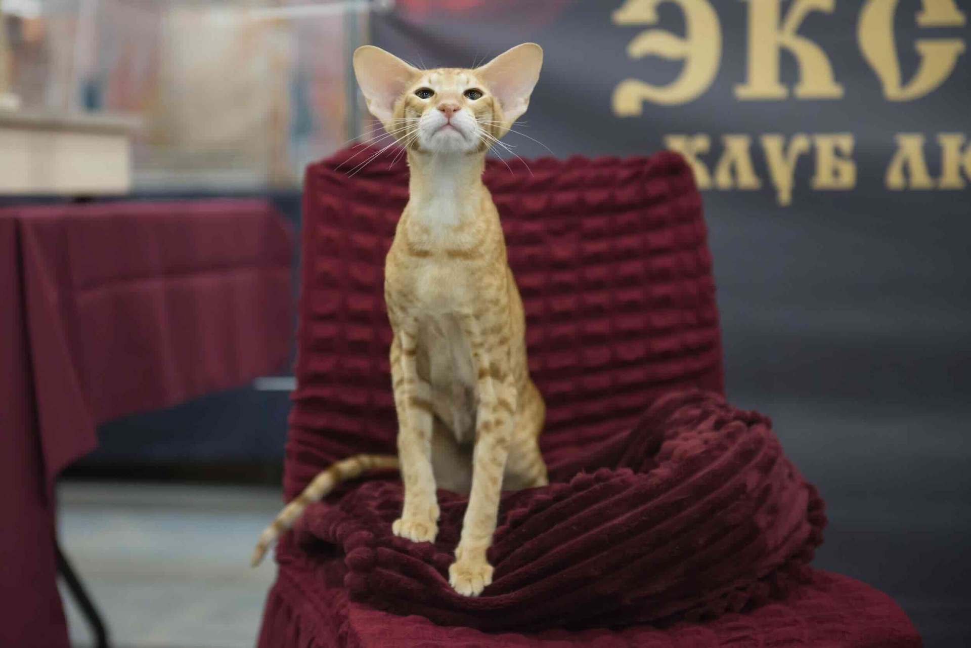 https://zoonika.com/wp-content/uploads/2026/10/felinologicheskij-club-exkluziv-vistavki.jpeg