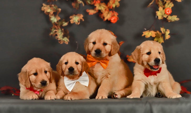golden-retriver-buy-puppy-in-moscow