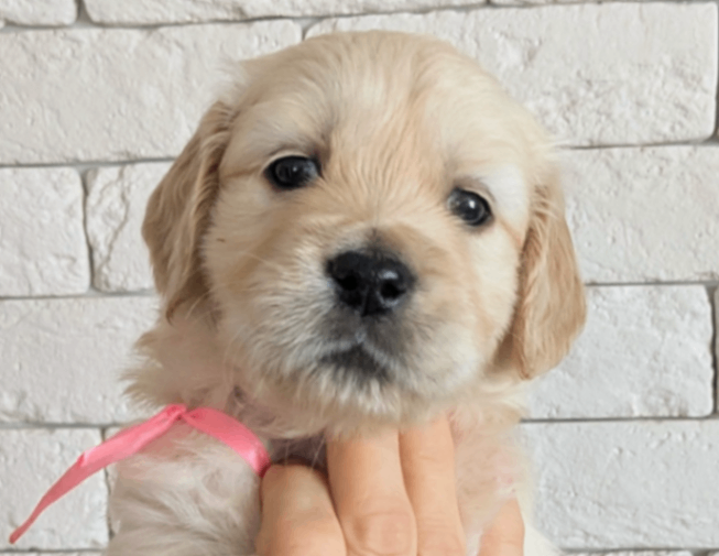 golden-retriver-buy-puppy-in-nizhnij-novgorod