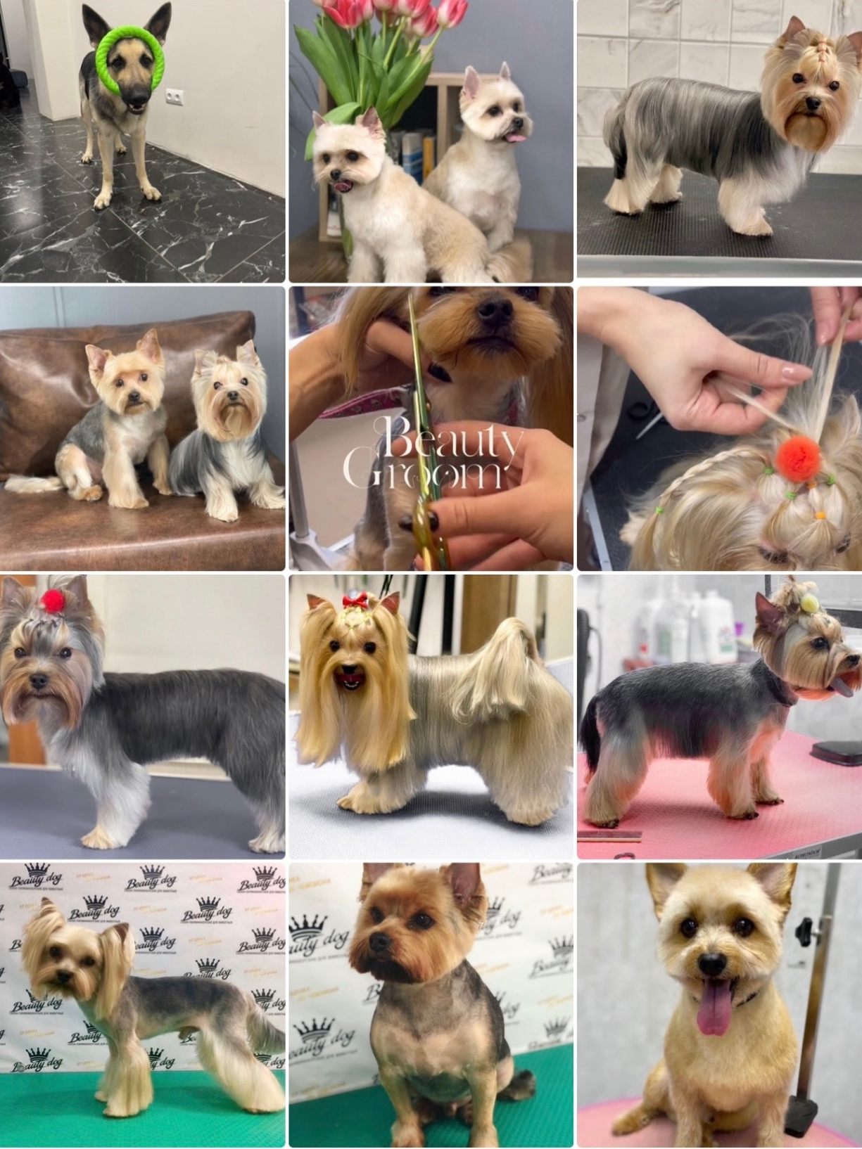 https://zoonika.com/wp-content/uploads/2026/10/grooming-salon-Beauty-Groom.jpg