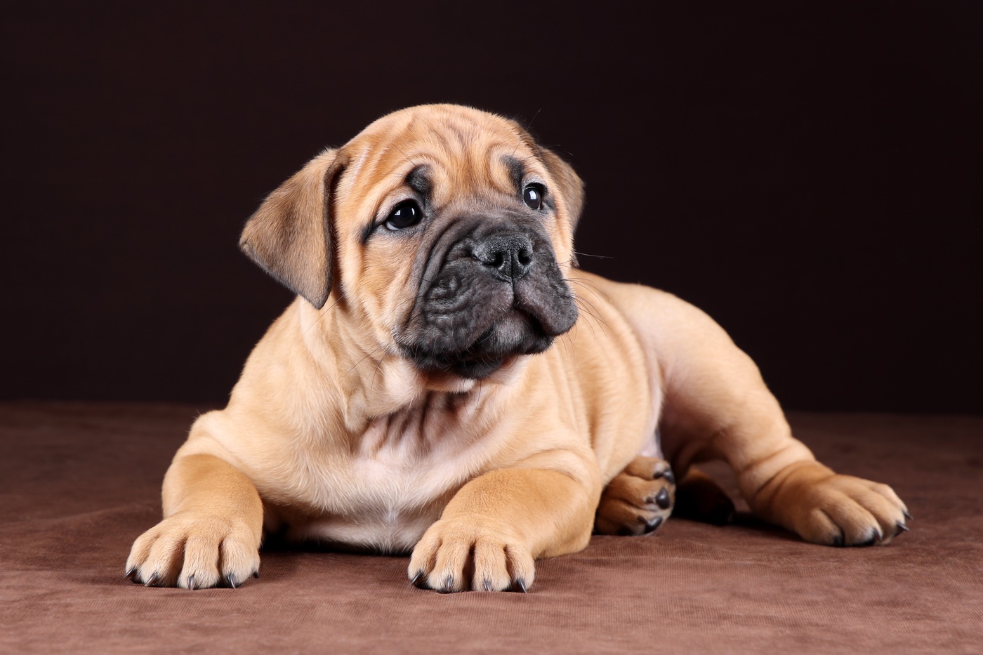 kontinentalnij-bulldog-kupit-shchenka-v-sankt-peterburge
