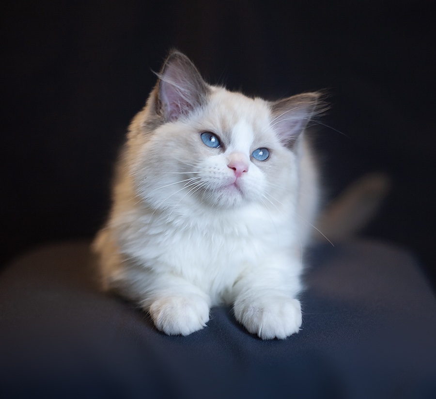 kupit-kotenka-ragdoll-okras-blue-bicolor-v-sankt-peterburge