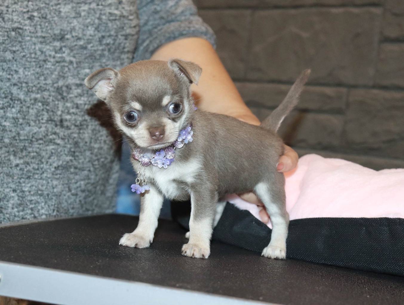 kupit-schenka-chihuahua-v-moskve