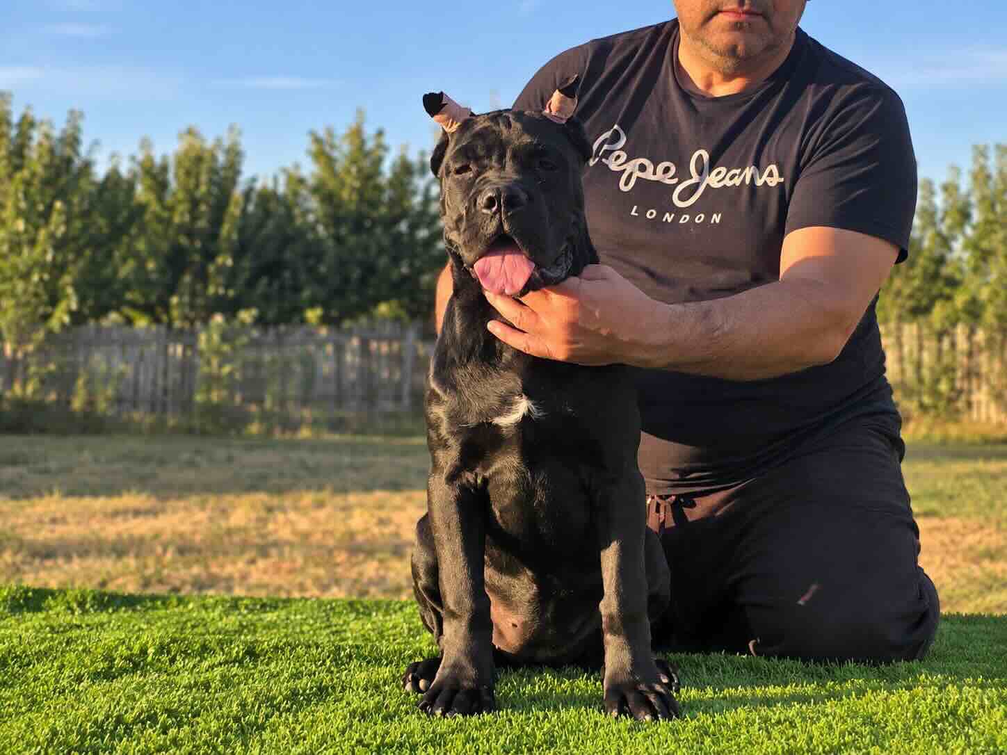 kupit-shchenka-cane-corso