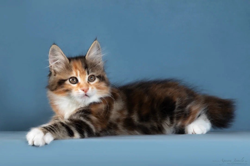 kurilskij-bobtail-kupit-kotenka
