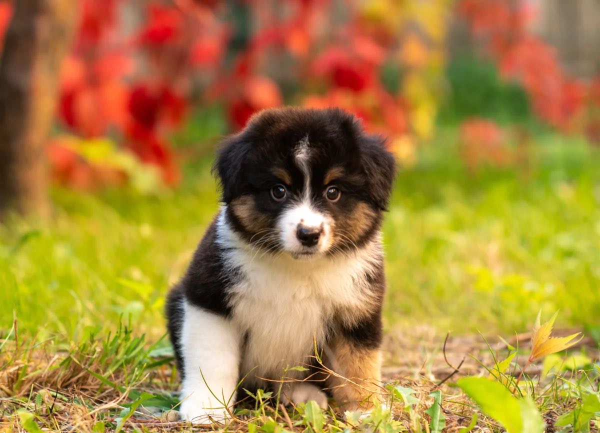 mini-american-aussi-buy-puppy-from-kennel
