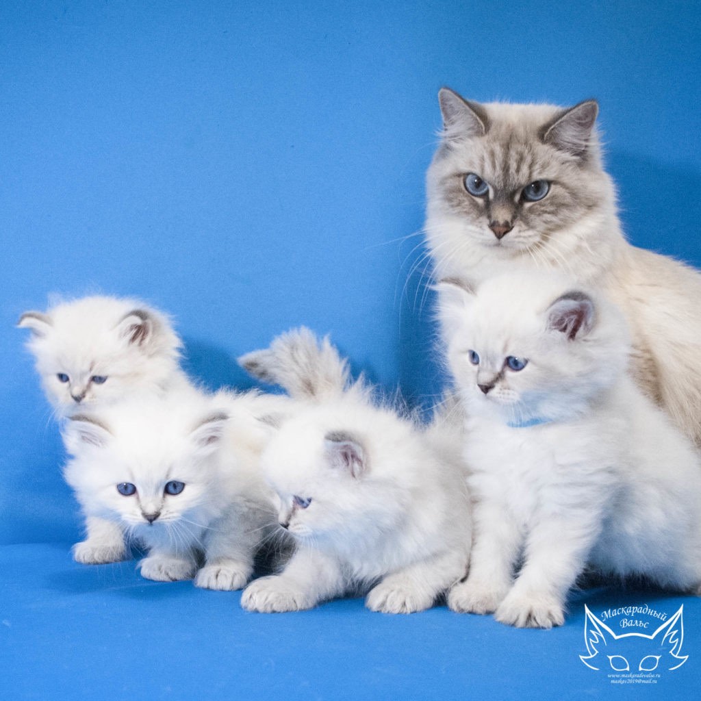 nevskaja-maskaradnaja-koshka-buy-kitten