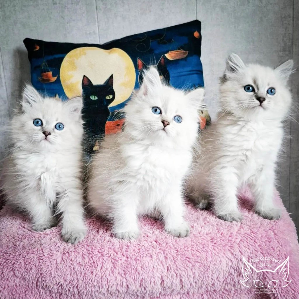 nevskaja-maskaradnaja-koshka-kotjata-rodilis-29-07-2026