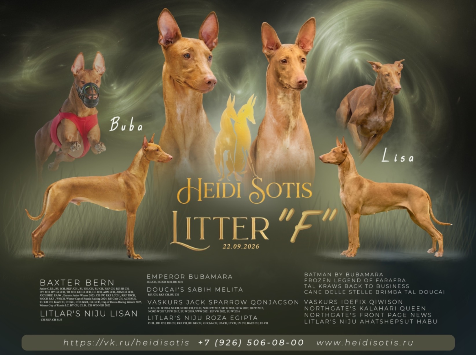 pharaon-hound-kupit-shchenka-v-moskve