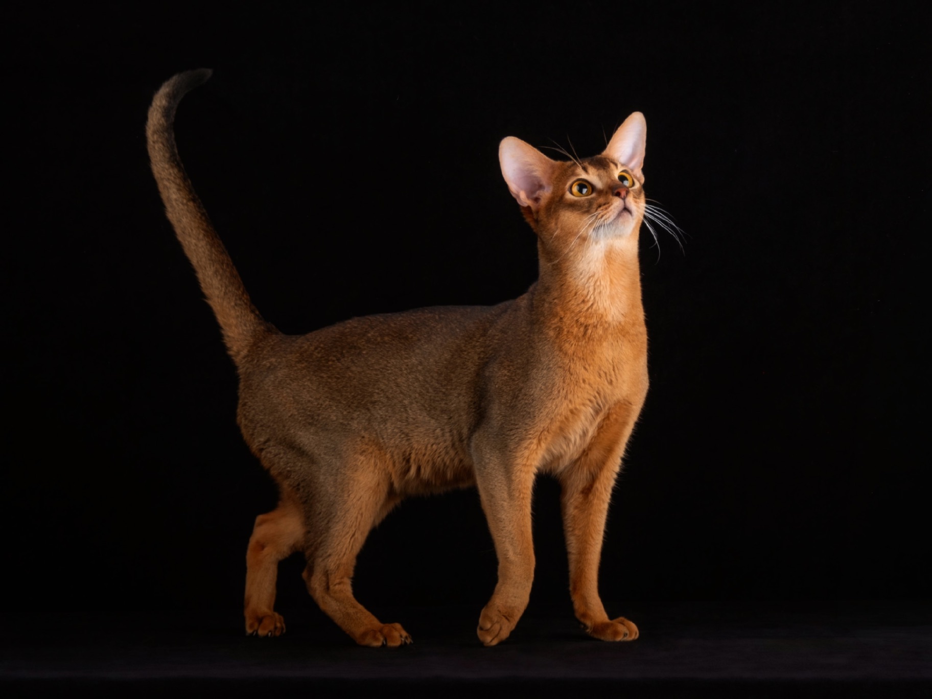pitomnik-abissinskih-koshek-night-hunter