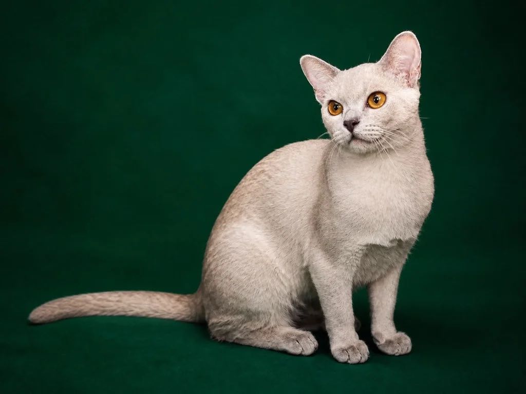 pitomnik-koshek-finesilk-burmese-cats-buy-kitten