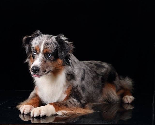 pitomnik-sobak-mini-aussie-santa-glory