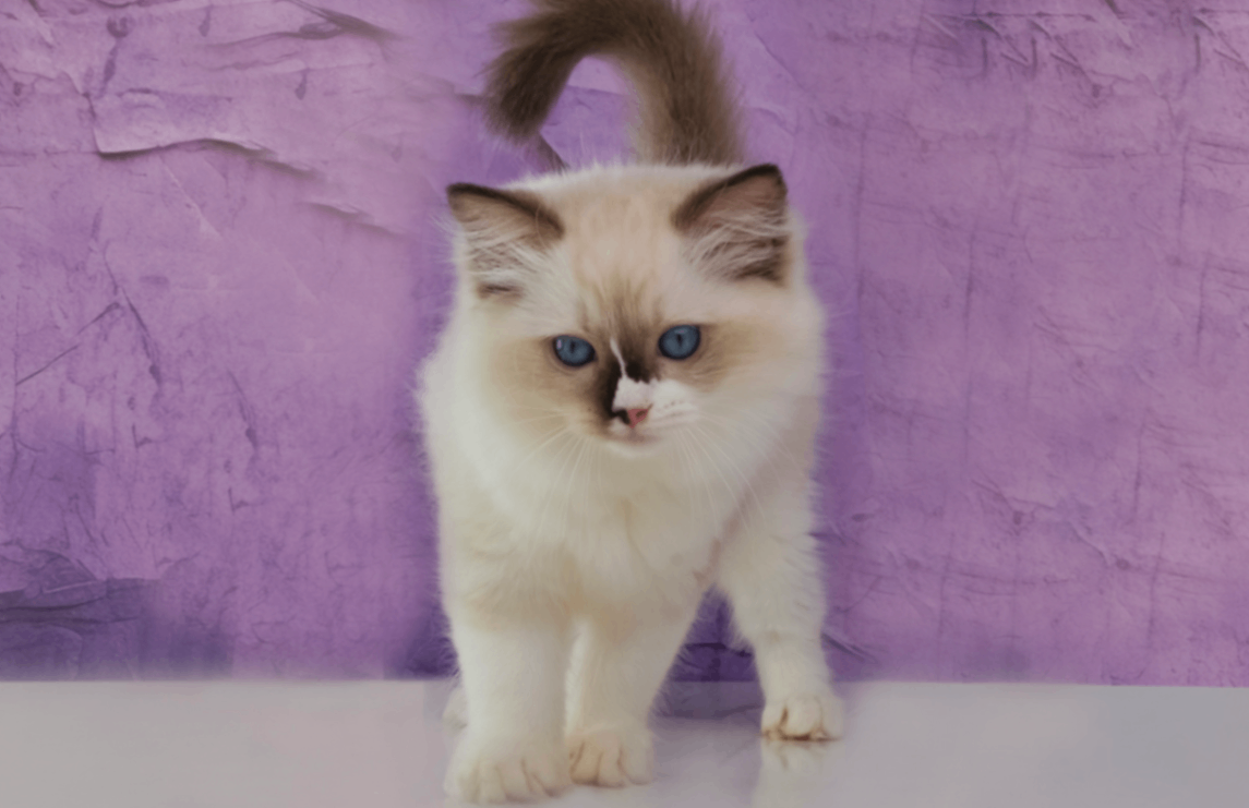 ragdoll-buy-kitten-in-moscow
