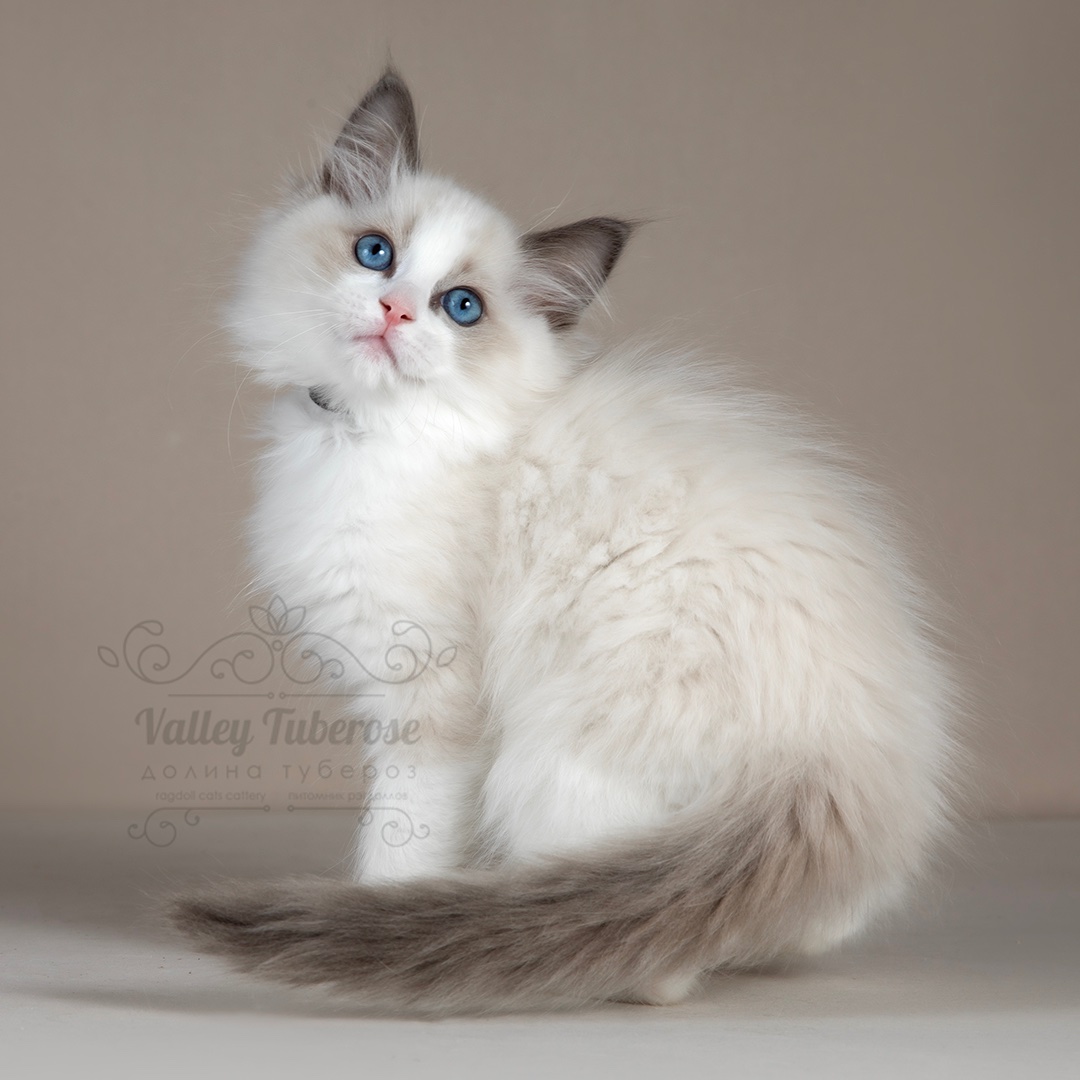 ragdoll-kupit-kotenka-v-moskve