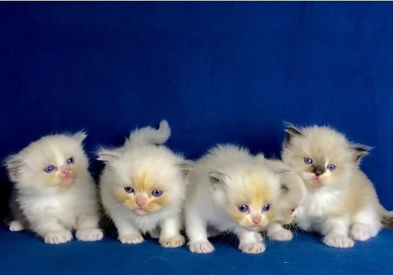ragdoll-kupit-kotenka-v-sankt-peterburge