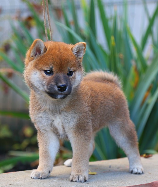 shhenok-siba-inu-kupit-iz-pitomnika