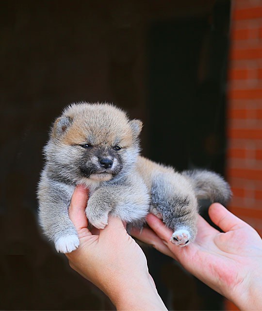 siba-inu-buy-puppy-in-samara