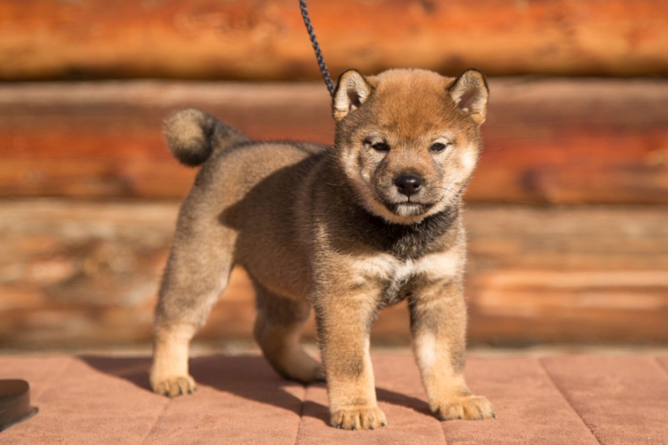 siba-inu-kupit-shchenka