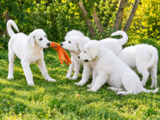 slovatskij-chuvach-buy-puppy