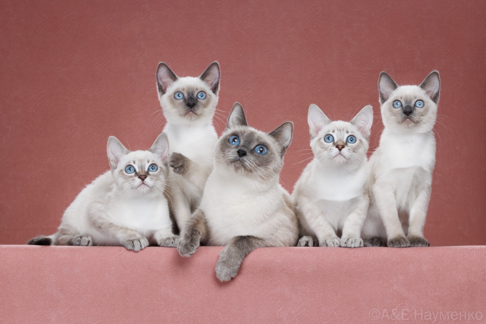 thai-cat-buy-kitten