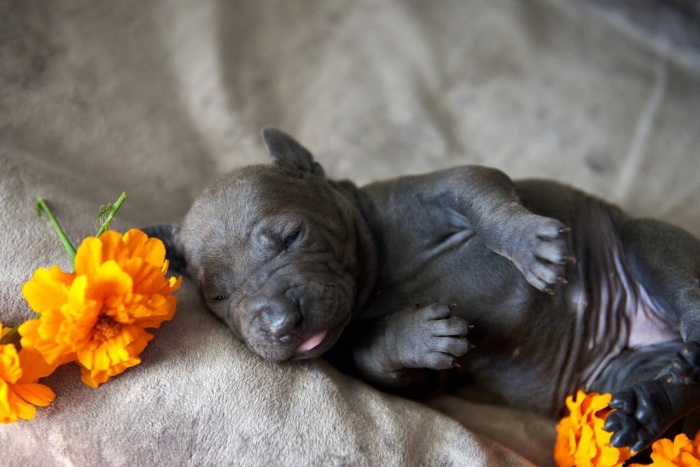 thai-ridgeback-bog-buy-dog-in-smolensk