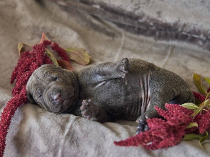 thai-ridgeback-bog-buy-in-smolensk