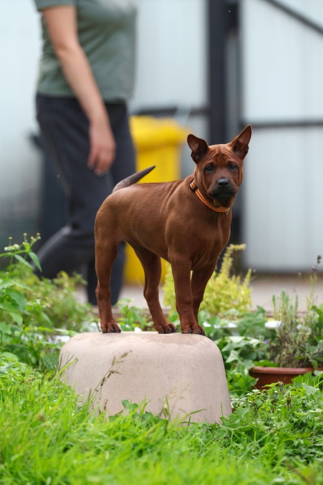 thai-ridgeback-bog-buy-puppy-in-smolensk