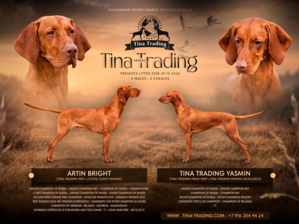 vengerskaja-Vizsla-buy-puppy-in-moscow