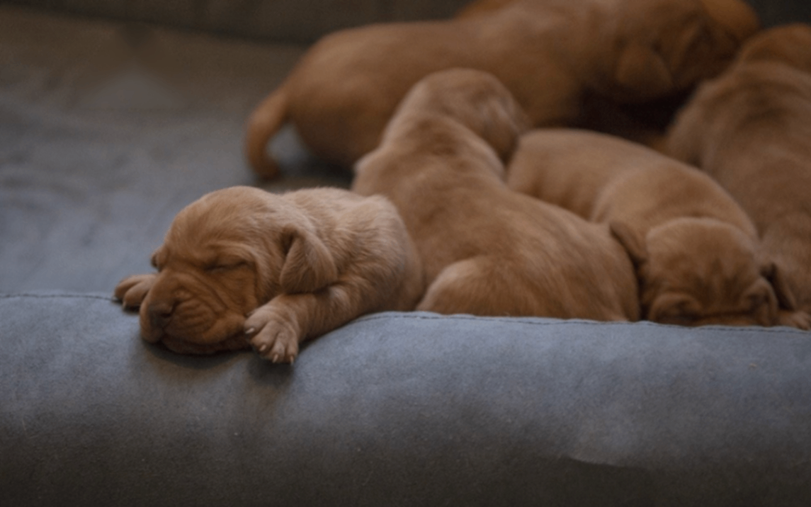 vengerskaja-Vizsla-buy-puppy